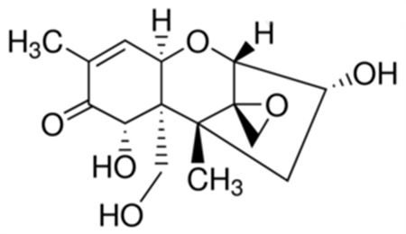 小麦与面粉中呕吐毒素