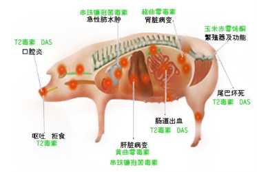 T-2毒素