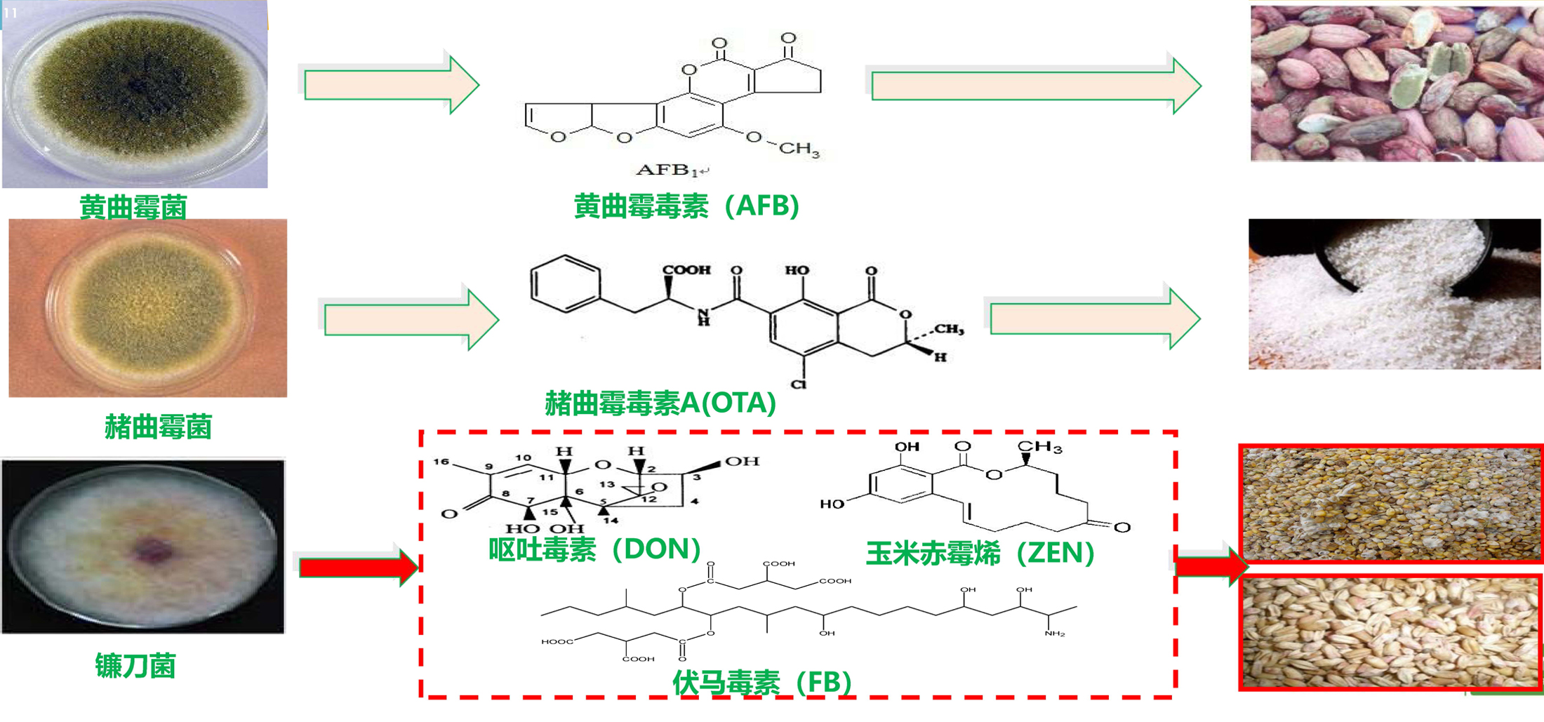 狼毒-中草药野外识别-医学