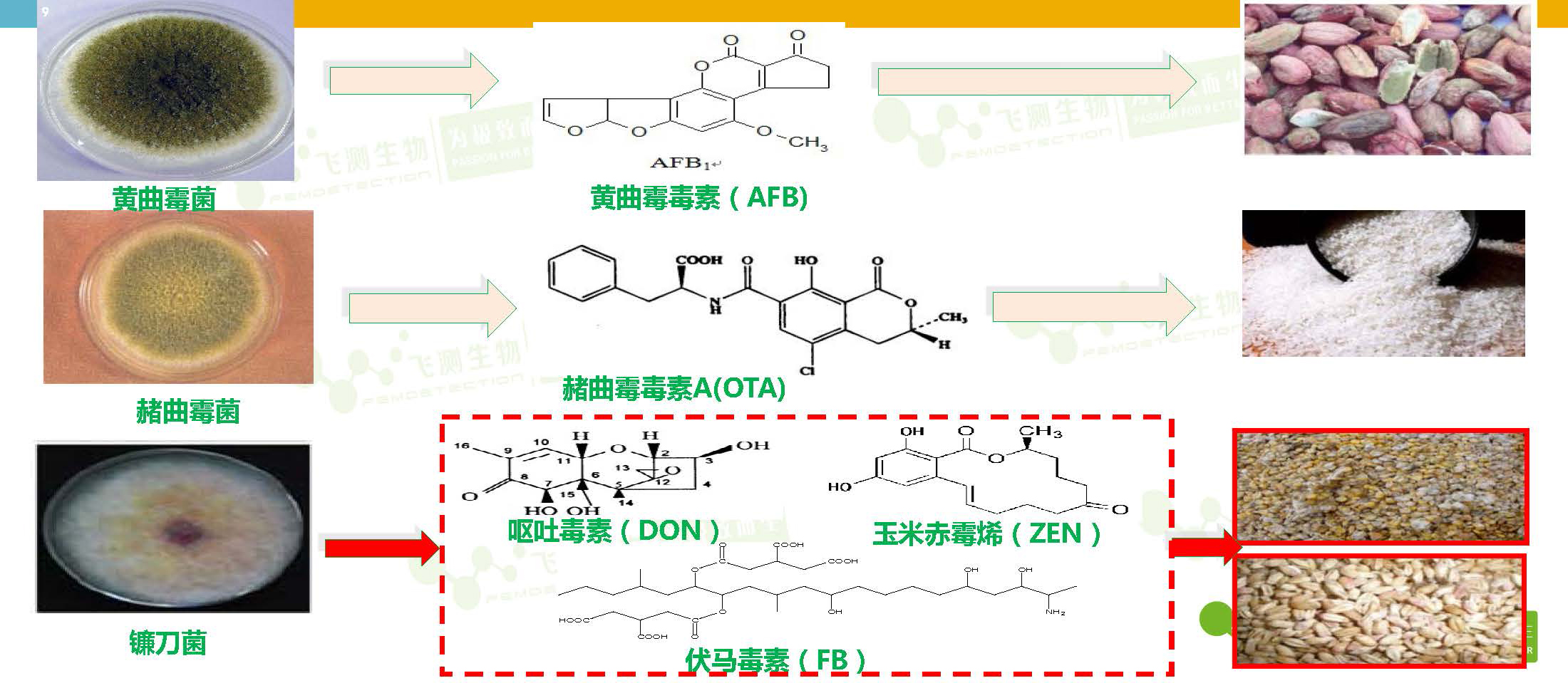 粮食中主要真菌毒素