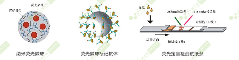 黄曲霉毒素B1荧光定量快速检测卡简介