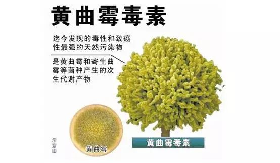 黄曲霉毒素 黄曲霉毒素
