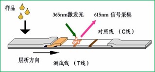 荧光定量免疫层析法