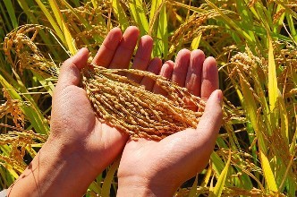 粮食真菌毒素