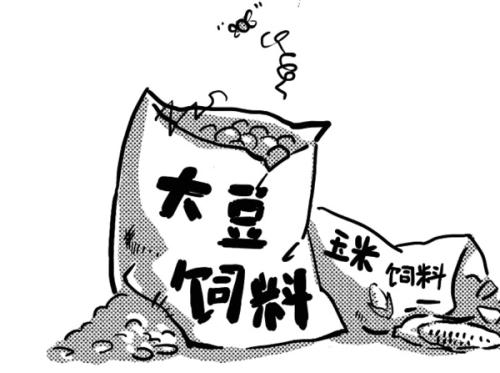 饲料