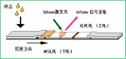 荧光定量检测技术