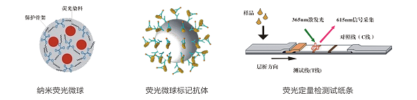 β-内酰胺类荧光定量快速检测卡/试纸条