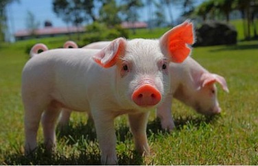 呕吐毒素超标对猪的危害