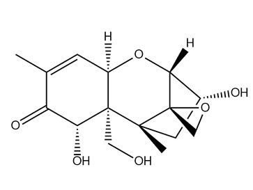 呕吐毒素