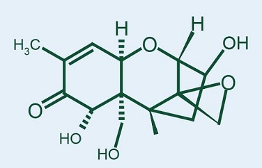 呕吐毒素